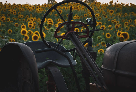 Sunflower Days at the Fierbaugh's Farm: A Glimpse of Heaven on Earth