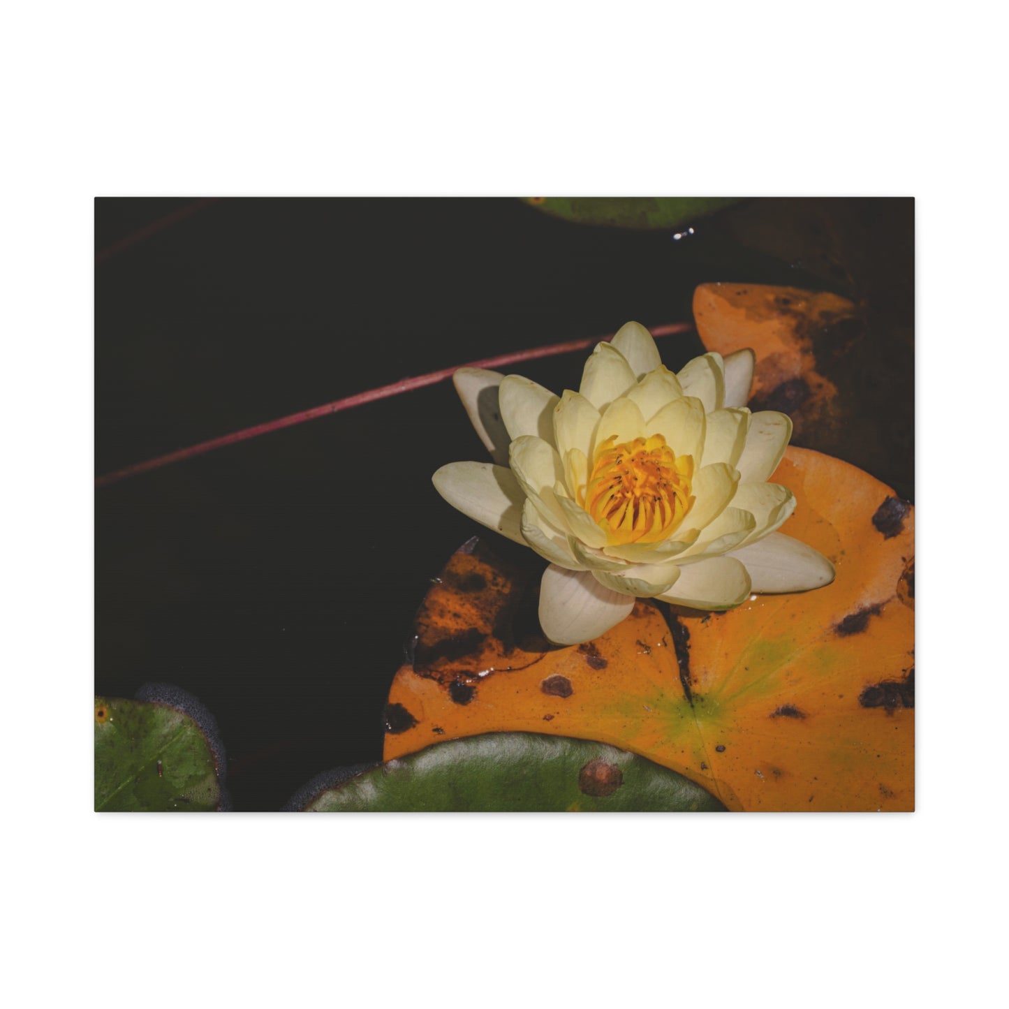 Coi Pond - Stretched Canvas Wall Art, Floral Décor, Home Office Inspiration, Gift for Nature Lovers, Water Lily Artwork