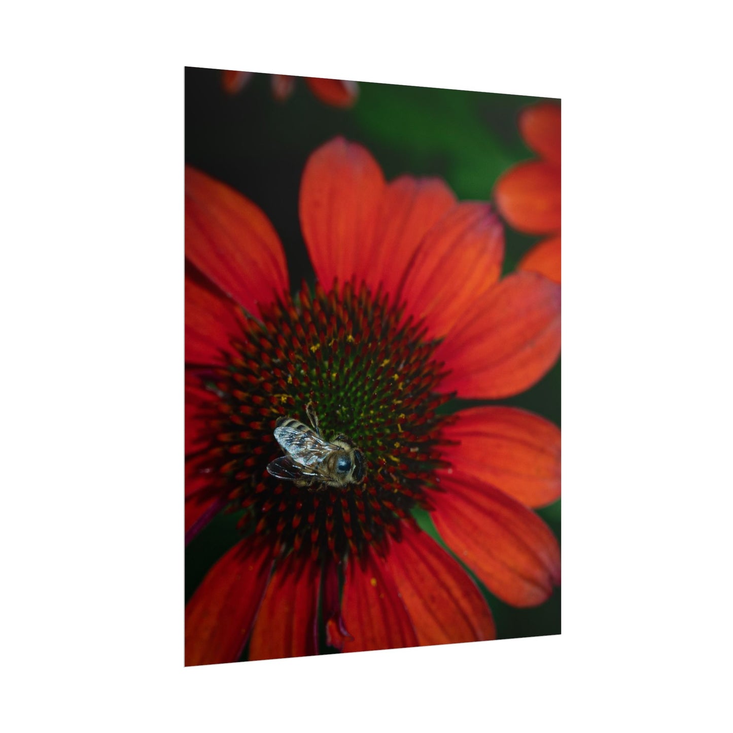 Pollinator's Bloom Rolled Poster