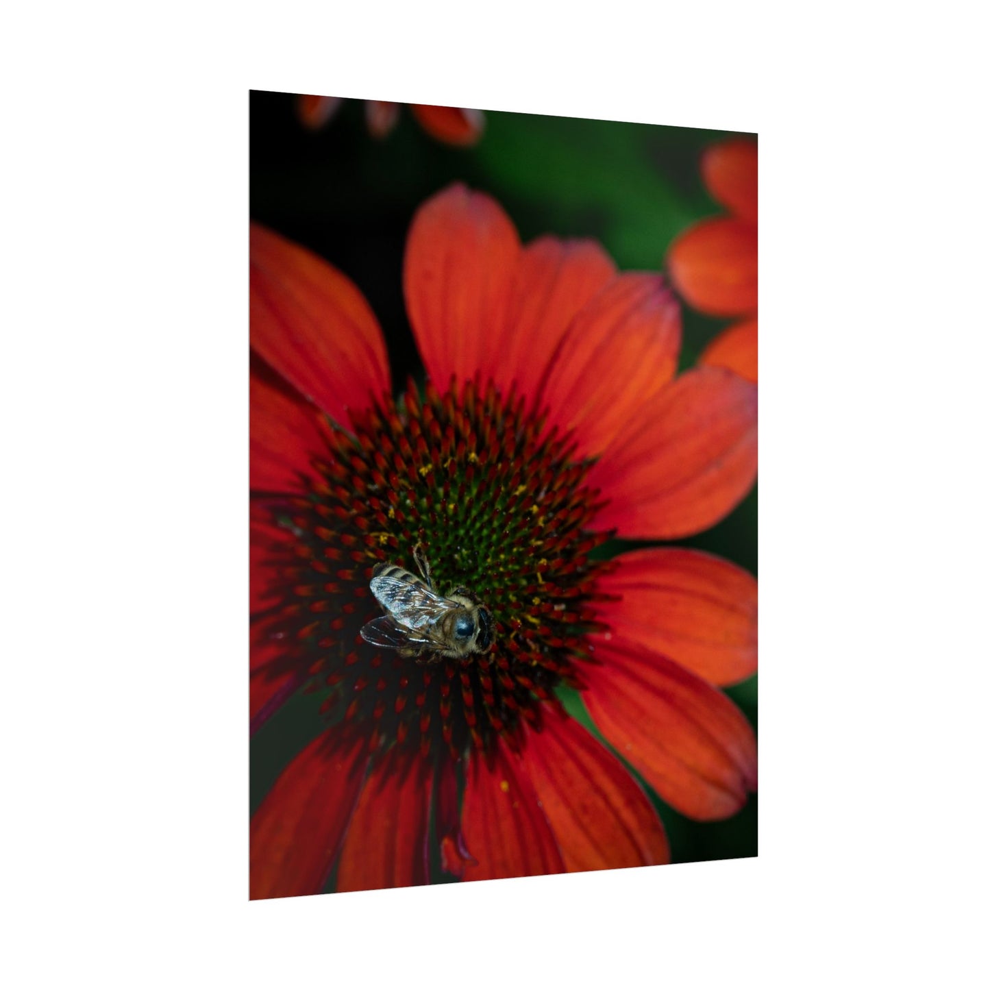 Pollinator's Bloom Rolled Poster