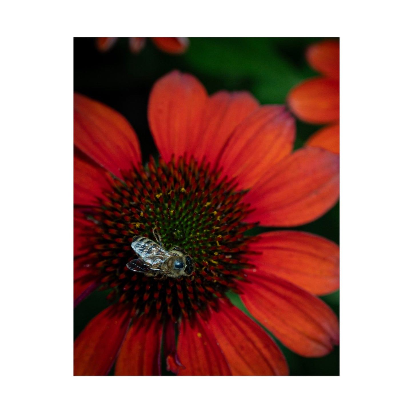 Pollinator's Bloom Rolled Poster