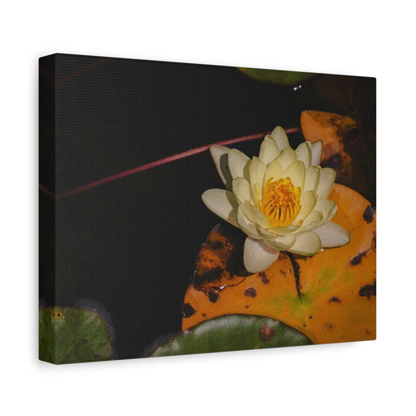 Coi Pond - Stretched Canvas Wall Art, Floral Décor, Home Office Inspiration, Gift for Nature Lovers, Water Lily Artwork