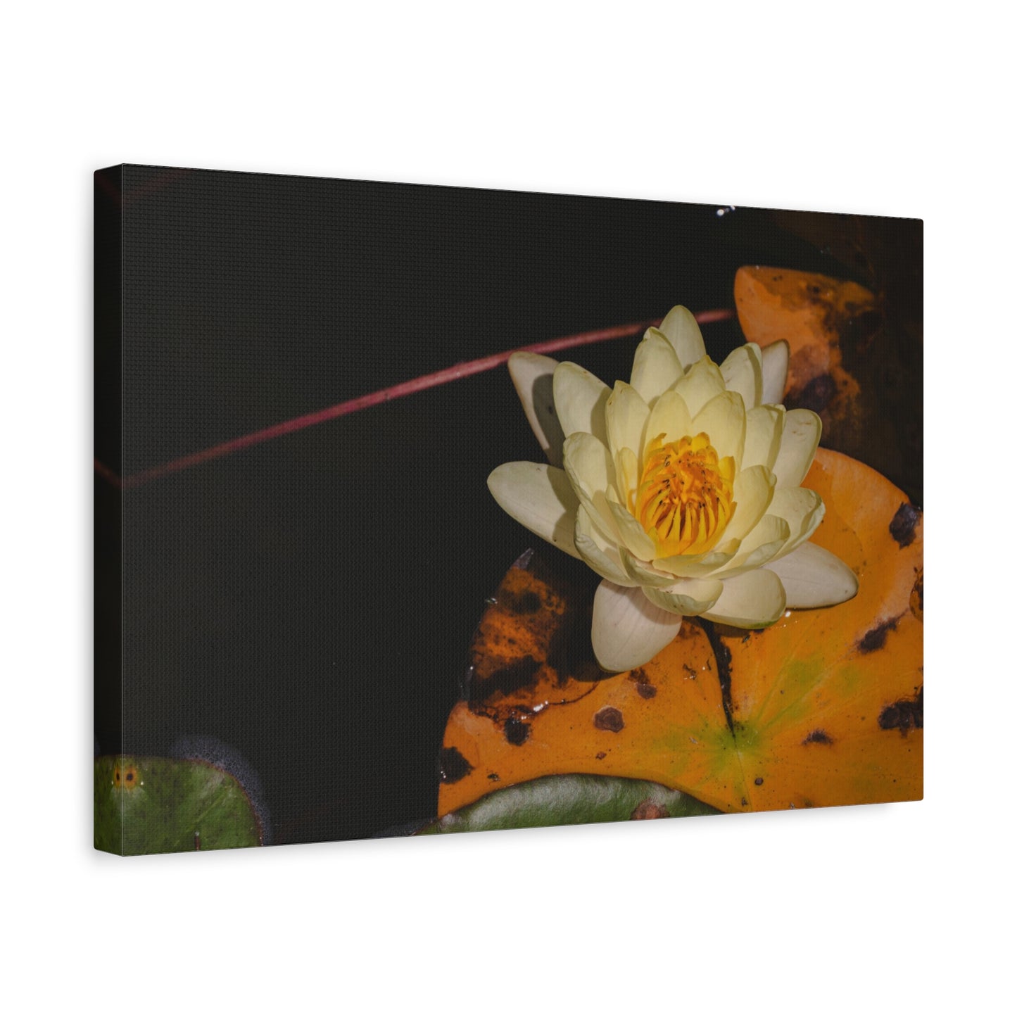 Coi Pond - Stretched Canvas Wall Art, Floral Décor, Home Office Inspiration, Gift for Nature Lovers, Water Lily Artwork