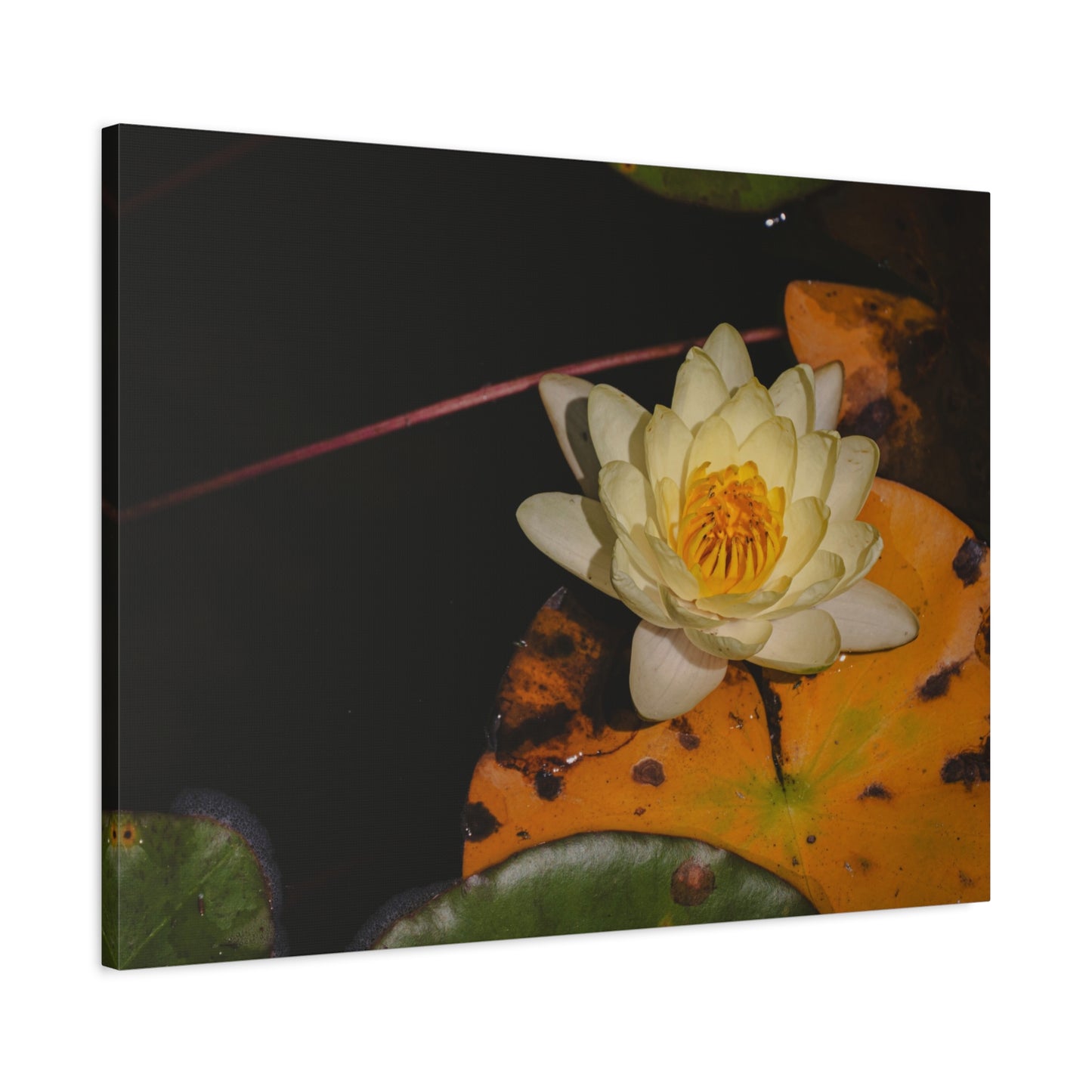 Coi Pond - Stretched Canvas Wall Art, Floral Décor, Home Office Inspiration, Gift for Nature Lovers, Water Lily Artwork