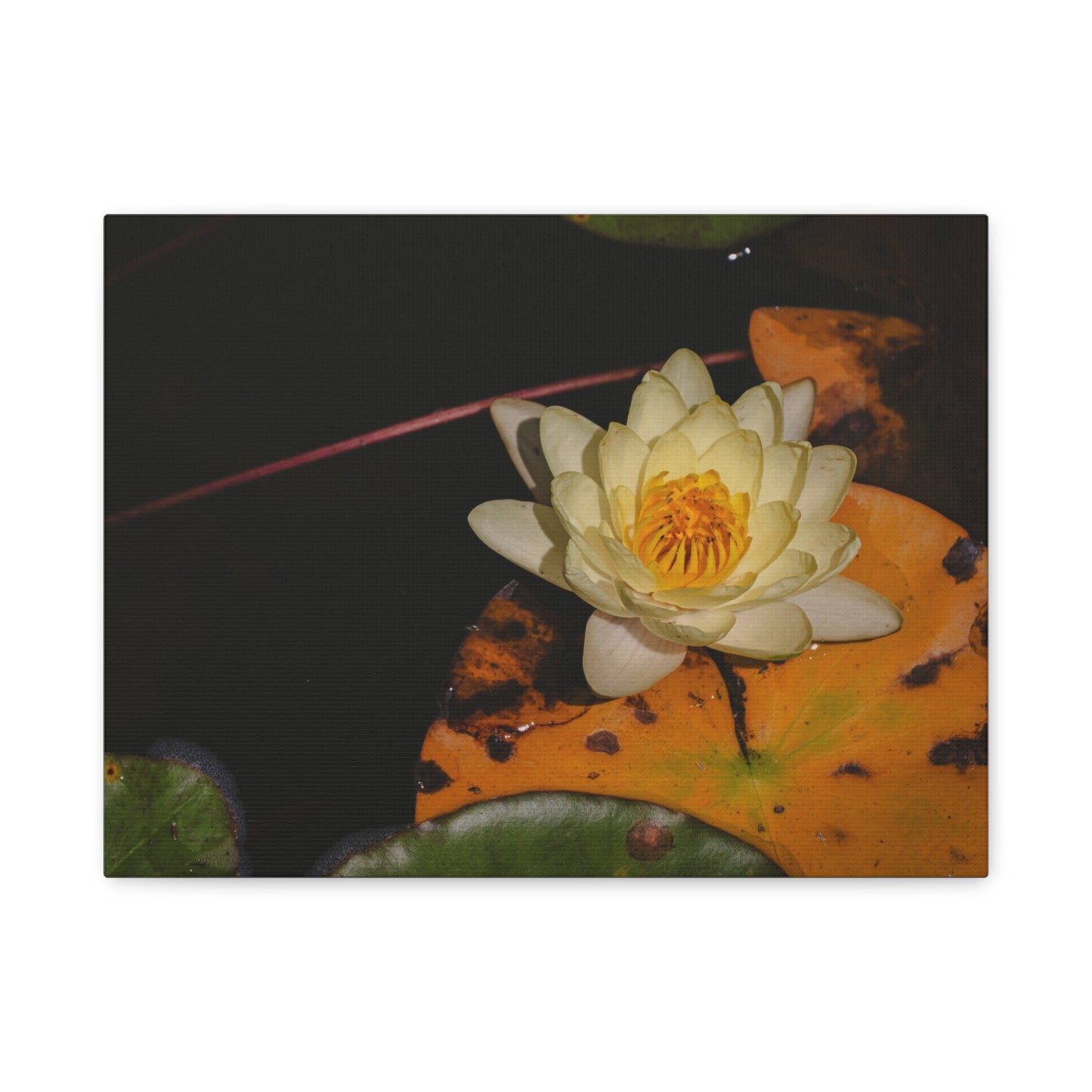 Coi Pond - Stretched Canvas Wall Art, Floral Décor, Home Office Inspiration, Gift for Nature Lovers, Water Lily Artwork