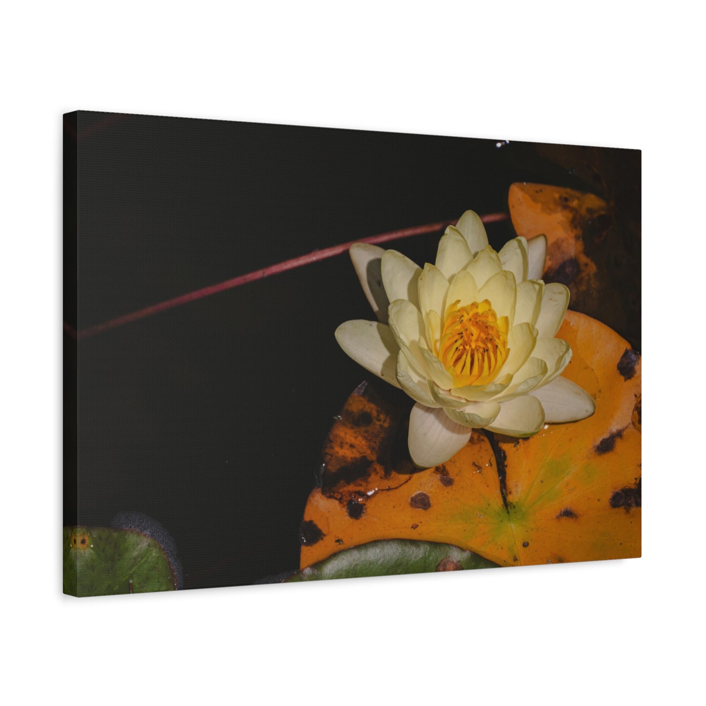 Coi Pond - Stretched Canvas Wall Art, Floral Décor, Home Office Inspiration, Gift for Nature Lovers, Water Lily Artwork