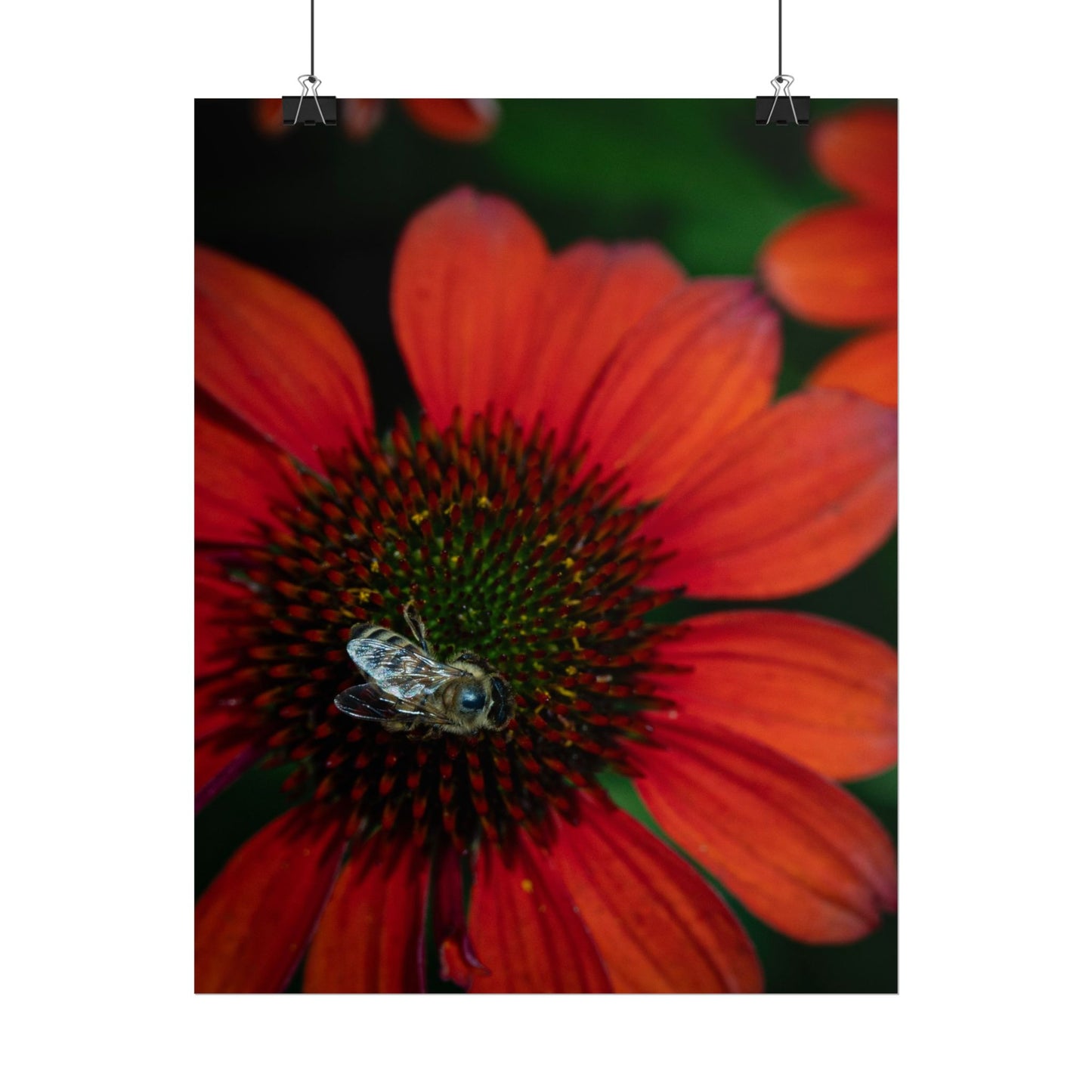 Pollinator's Bloom Rolled Poster