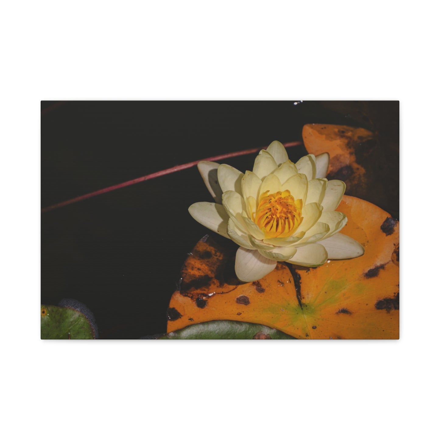 Coi Pond - Stretched Canvas Wall Art, Floral Décor, Home Office Inspiration, Gift for Nature Lovers, Water Lily Artwork