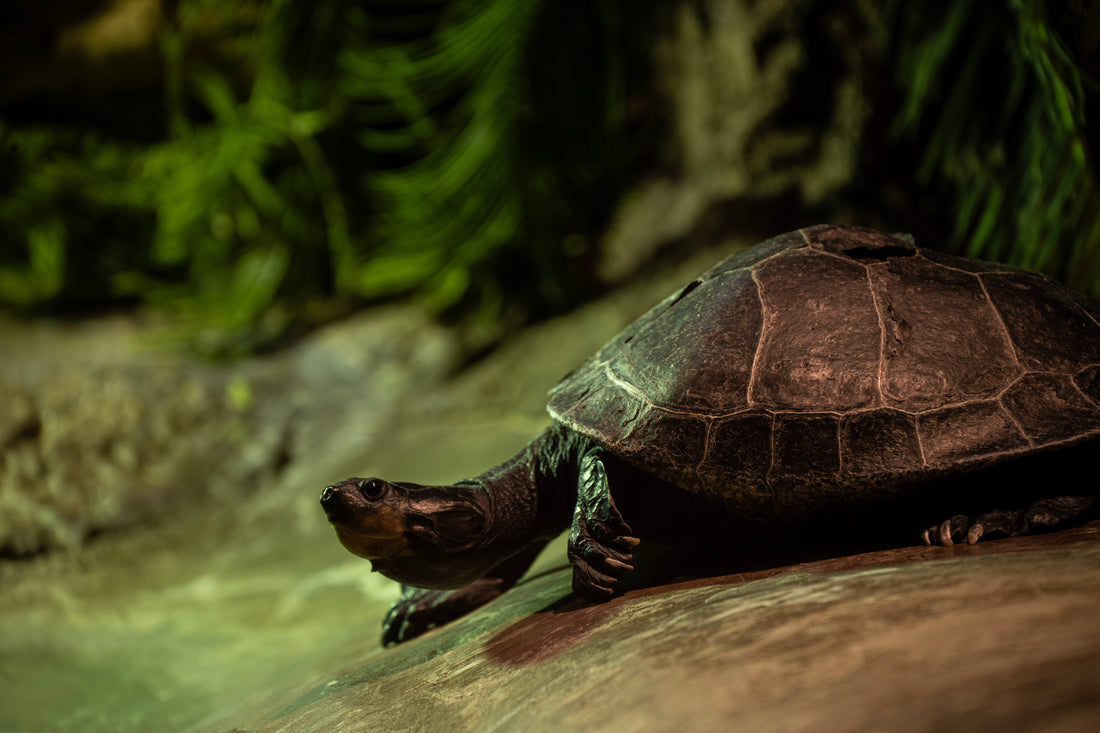 Wonders of Creation: A Day at the Akron Zoo