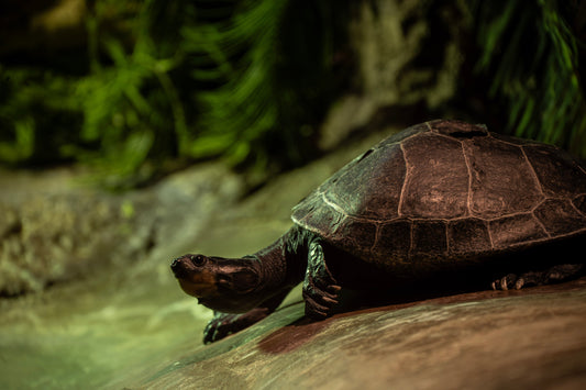 Wonders of Creation: A Day at the Akron Zoo
