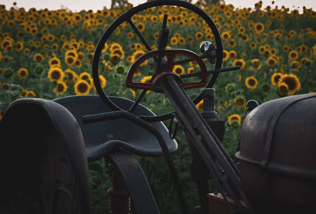 Sunflower Days at the Fierbaugh's Farm: A Glimpse of Heaven on Earth