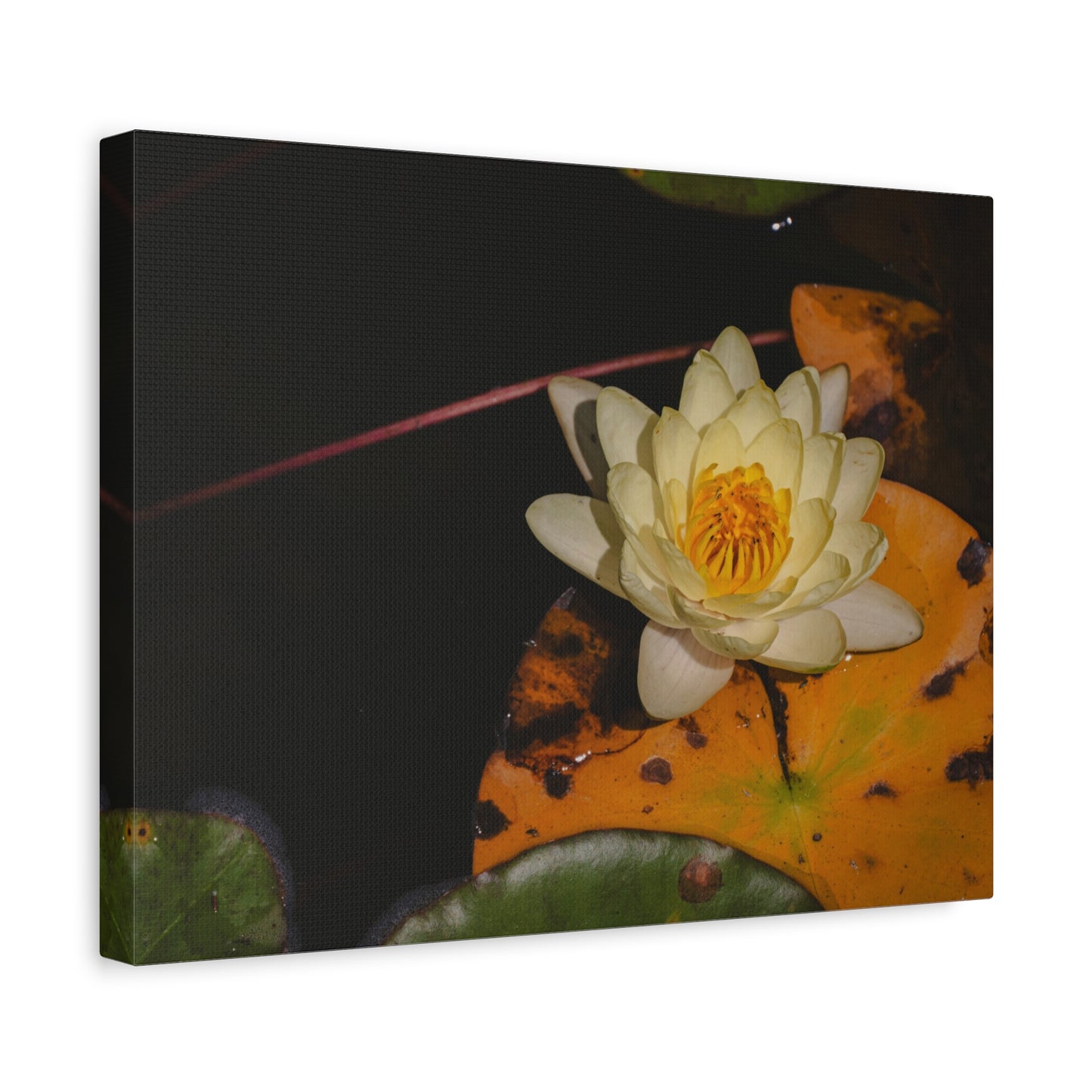 Coi Pond - Stretched Canvas Wall Art, Floral Décor, Home Office Inspiration, Gift for Nature Lovers, Water Lily Artwork