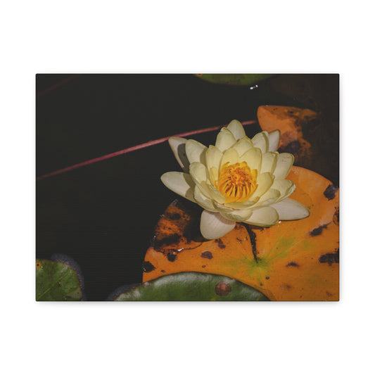 Coi Pond - Stretched Canvas Wall Art, Floral Décor, Home Office Inspiration, Gift for Nature Lovers, Water Lily Artwork