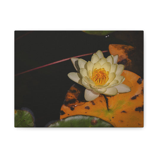 Coi Pond - Stretched Canvas Wall Art, Floral Décor, Home Office Inspiration, Gift for Nature Lovers, Water Lily Artwork